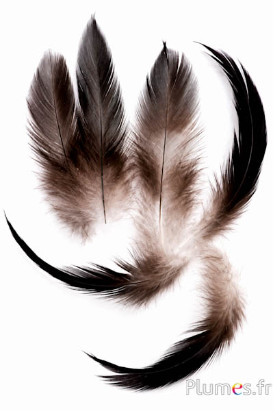 Silberfasan - 7-11 cm - naturschwarz